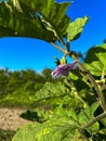 eggplant plant with purple flowers still hanging from a tree in a rice field against a bright blue sky as a background Royalty Free Stock Photo