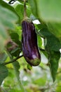 Eggplant plantation at Duc Trong, Viet Nam