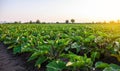 Eggplant plantation field. Agroindustry. Farming landscape. Growing vegetables. Agronomy. Agriculture and agribusiness