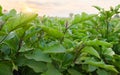 Eggplant plantation field. Agroindustry. Farming landscape. Growing vegetables. Agronomy. Agriculture and agribusiness.