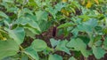 Eggplant plantation managed by local farmers in Manokwari, West Papua