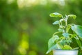 Eggplant in a pot on a green garden background.Growing organic vegetables. Gardening and farming concept.Planting Royalty Free Stock Photo