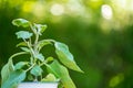 Eggplant in a pot on a green garden background.Growing organic vegetables. Gardening and farming concept.Eggplant Royalty Free Stock Photo