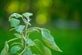 Eggplant in a pot on a green garden background.Growing organic vegetables. Gardening and farming concept.Eggplant Royalty Free Stock Photo