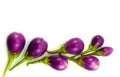Eggplant purple isolared on white background