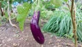 Eggplant ready to be harvested from local farmer\'s garden