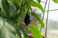 Eggplant ripening in the greenhouse. Gardening concept