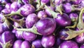 Eggplant sale in the market.purple brinjal,Solanum melongena, Royalty Free Stock Photo