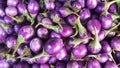 Eggplant sale in the market.purple brinjal,Solanum melongena, Royalty Free Stock Photo