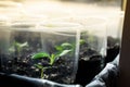 Eggplant seedling close-up. Germination of vegetable seeds in plastic cups on the windowsill in spring Royalty Free Stock Photo