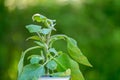 Eggplant seedling in a green garden.Planting vegetable plants in the spring garden.Eggplant plant in a pot on a green Royalty Free Stock Photo