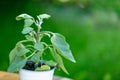 Eggplant seedling in a green garden.Planting vegetable plants in the spring garden.Eggplant plant in a pot on a green Royalty Free Stock Photo