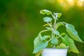 Eggplant seedling in a green garden.Planting vegetable in the spring garden.Eggplant plant in a pot on a green garden Royalty Free Stock Photo