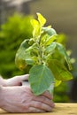 Eggplant seedling in a pot on a green garden background.Green eggplant plant in a pot.Gardening and farming concept Royalty Free Stock Photo