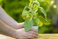 Eggplant seedling in a pot in hands on a green garden background.Green eggplant plant in a pot.Gardening and farming Royalty Free Stock Photo