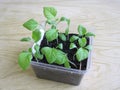 Eggplant seedlings bagira grade three weeks Royalty Free Stock Photo