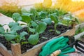 Eggplant seedlings in a cardboard eco-friendly container are ready for planting in a greenhouse. Spring work in the garden Royalty Free Stock Photo