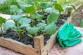 Eggplant seedlings in a cardboard eco-friendly container are ready for planting in a greenhouse. Spring work in the garden Royalty Free Stock Photo