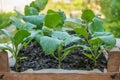 Eggplant seedlings in a cardboard eco-friendly container are ready for planting in a greenhouse. Spring work in the garden Royalty Free Stock Photo