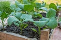 Eggplant seedlings in a cardboard eco-friendly container are ready for planting in a greenhouse. Spring work in the garden Royalty Free Stock Photo