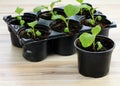 Eggplant seedlings  in reusable plastic tray on  wooden table. Royalty Free Stock Photo