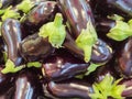 Eggplant several ripe edible on sale