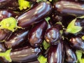Eggplant several ripe edible on sale