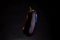 Single eggplant displayed on black background with colored light Royalty Free Stock Photo