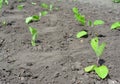 Eggplant Solanum melongena or aubergine growing from seedlings on the vegetable garden in spring