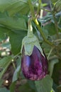 Closeup of an aubergine plant with one of its fruits Royalty Free Stock Photo