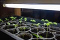 Eggplant sprouts in a transparent plastic cups under lamp.