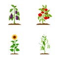 Eggplant, tomato, sunflower and peas.Plant set collection icons in cartoon style vector symbol stock illustration web. Royalty Free Stock Photo