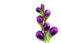 Eggplant on top isolared on white background