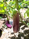 Eggplant tree that has begun to bear fruit Royalty Free Stock Photo