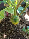 Eggplant tree that has begun to bear fruit Royalty Free Stock Photo