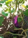 Eggplant tree that has begun to bear fruit Royalty Free Stock Photo