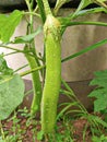 eggplant tree eggplant Long eggplant, stir-fried eggplant