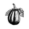 eggplant vector drawing. Isolated hand drawn object, engraved style illustration Royalty Free Stock Photo