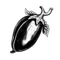 eggplant vector drawing. Isolated hand drawn object, engraved style illustration Royalty Free Stock Photo