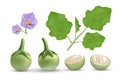 Eggplant vector, leave and purple flower, eggplant cut half realistic design collection isolated