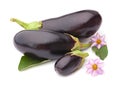 Eggplant vegetable