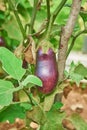 Eggplant in the vegetable garden. Fresh organic eggplant aubergine Royalty Free Stock Photo