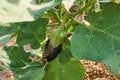 Eggplant in the vegetable garden. Fresh organic eggplant aubergine Royalty Free Stock Photo