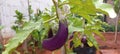 Eggplant vegetable plants start producing Royalty Free Stock Photo