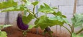 Eggplant vegetable plants start producing Royalty Free Stock Photo