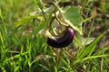 Eggplant vegetable plants that are still young have a purple color