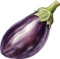 Eggplant, Watercolor painting of Eggplant. AI-Generated. Royalty Free Stock Photo