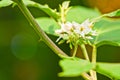 Eggplant white flower