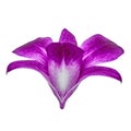 Eggplant white orchid flower isolated white background with clipping path. Flower bud close-up.