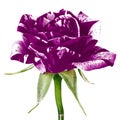 A eggplant white rose flower isolated on a white background. Close-up.